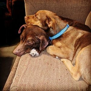 Meet your Posher, Neal